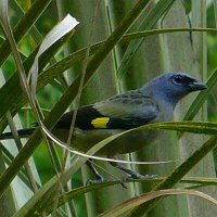 Yellow-winged Tanager